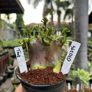 0707 14 Arabicum Tank black ( Mega Vitrine ) F3