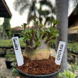 0707 02 Arabicum Gandalf ( Mega Vitrine ) F3