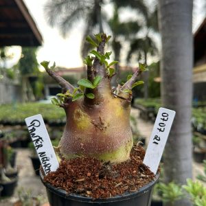 0707 21 Arabicum Pantera Negra ( Mega Vitrine ) F3