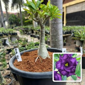 0707 32 Big Caudex Purple Blue
