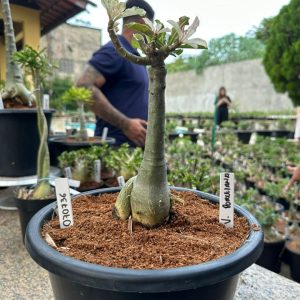 0707 36 Big Caudex Variegata Porcelana