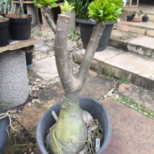 0707 45 Socotra Big White