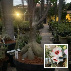 0707 30 Socotra Lucky White
