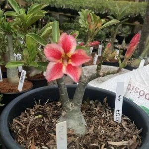 0707 44 Big Caudex Stella