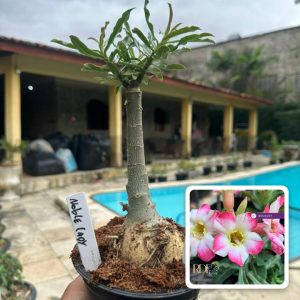 0807 04 Rosa do Deserto Noble Lady