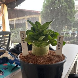 0807 01 Arabicum Minotauro F3