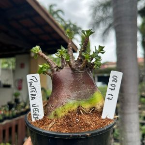 0807 17 Arabicum Pantera negra ( Mega Vitrine ) F3