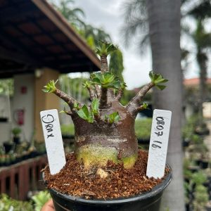 0807 16 Arabicum Drax ( Mega Vitrine ) F3