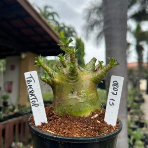 0807 15 Arabicum Triceratops ( Mega Vitrine ) F3