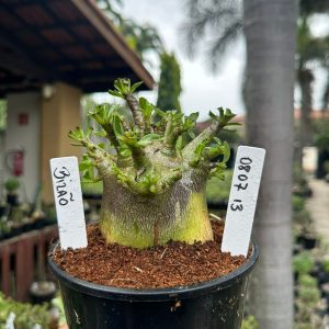 0807 40 Arabicum Bizão ( Mega Vitrine )