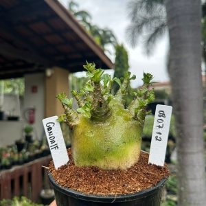0807 12 Arabicum Gandalf ( Mega Vitrine ) F3