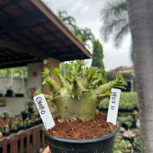 0807 11 Arabicum Drako ( Mega vitrine ) F3