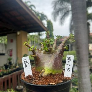 0807 10 Arabicum Odin Black F3 ( Mega Vitrine )