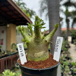 0807 09 Arabicum Torpedo ( Mega Vitrine ) F3