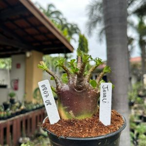 0807 08 Arabicum Javali ( Mega vitrine ) F3