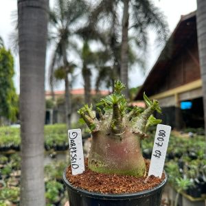 0807 07 Arabicum Darckseid ( Mega vitrine ) F3