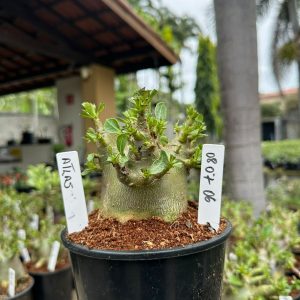 0807 06 Arabicum Atlas ( Mega vitrine ) F3