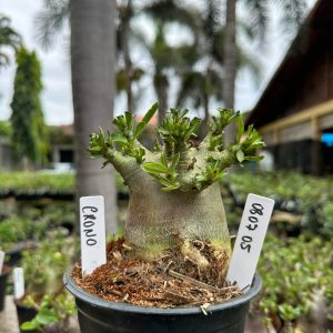 0807 05 Arabicum Cronos ( Mega vitrine ) F3