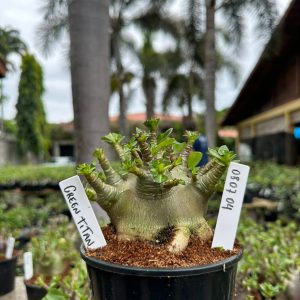 0807 04 Arabicum Green Titan ( Mega vitrine ) F3