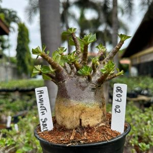 0807 02 Arabicum Mammoth black ( Mega vitrine ) F3