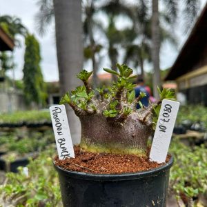 0807 01 Arabicum Poseidon Black ( Mega vitrine ) F3