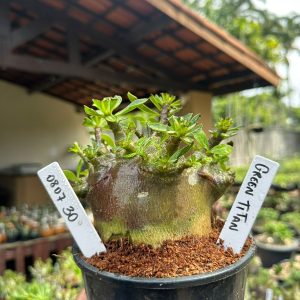 0807 30 Arabicum Green Titan ( Mega vitrine ) F3