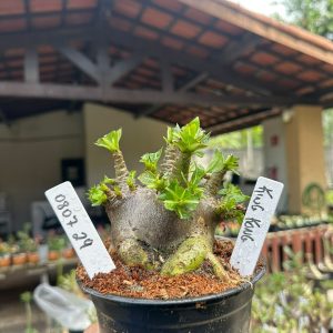 0807 29 Arabicum King Kong ( Mega vitrine ) F3
