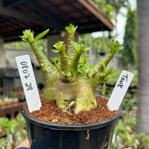 0807 28 Arabicum Tank ( Mega vitrine ) F3