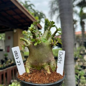 0807 27 Arabicum Dobby ( Mega vitrine ) F3