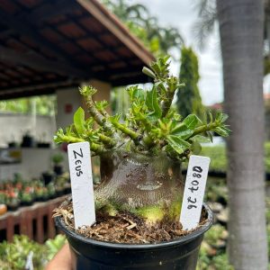 0807 26 Arabicum Zeus Black ( Mega vitrine ) F3