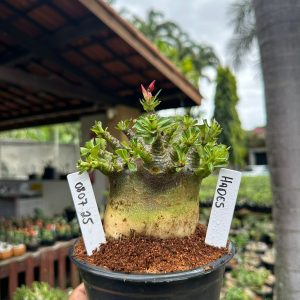 0807 25 Arabicum Hades ( Mega vitrine ) F3