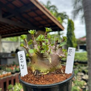 0807 24 Arabicum Nix ( Mega vitrine ) F3