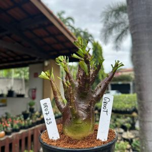 0807 23 Arabicum Groot Black ( Mega vitrine ) F3