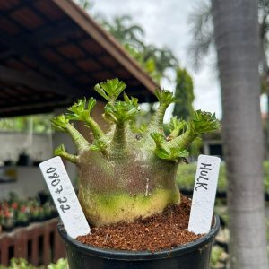 0807 22 Arabicum Hulk ( Mega vitrine ) F3