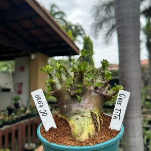 0807 20 Arabicum Green titan ( Mega vitrine ) F3