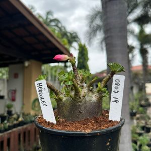 0807 19 Arabicum Hércules ( Mega vitrine ) F3