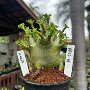 0807 18 Arabicum Leviatã ( Mega vitrine ) F3
