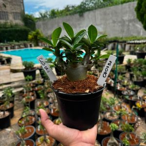 0807 31 Arabicum Godji Dk F3