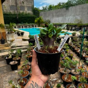 0807 33 Arabicum Megazord F3