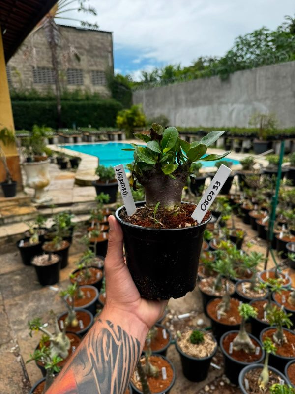 Arabicum Megazord F3