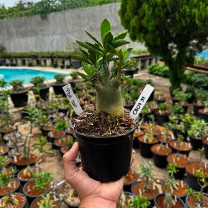 0807 31 Arabicum PBN soco F3