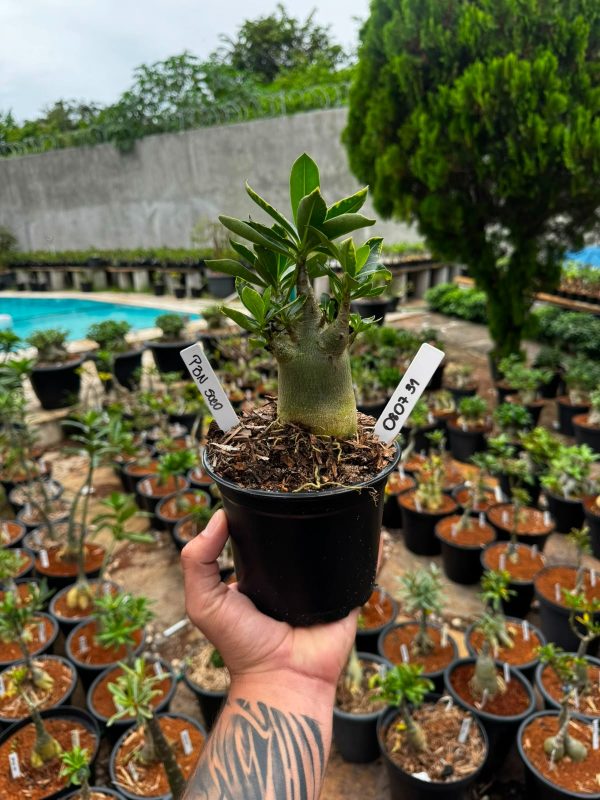 Arabicum PBN soco F3