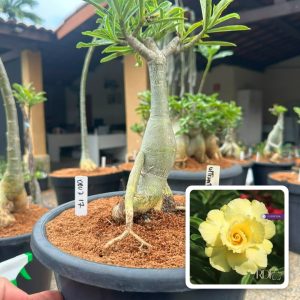 0807 17 Big Caudex Ultimate Yellow