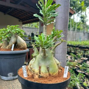 0807 01 Baobá Caudex arabicum Golden Faith II + Meteoro