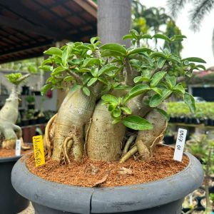 0807 01 Arabicum Minotauro - Adulta
