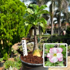 0907 10 Rosa do Deserto Bri rose buque