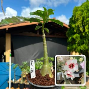 0907 43 Rosa do Deserto Lucky White