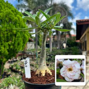 0907 20 Rosa do Deserto Blend
