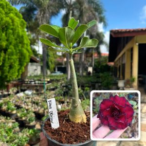 0907 17 Rosa do Deserto Black Dragon