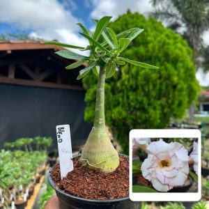 0907 62 Rosa do Deserto Blend